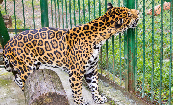 Grădina Zoologică din orașul Sibiu, județul Sibiu